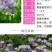 小冠花种子耐寒固土护坡绿化强花期长,量大详谈