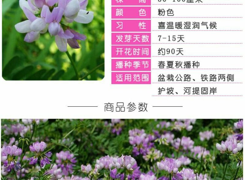 小冠花种子耐寒固土护坡绿化强花期长，量大详谈