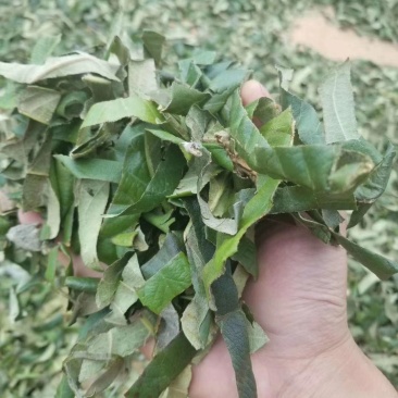 枇杷叶巴叶青叶子切片切丝