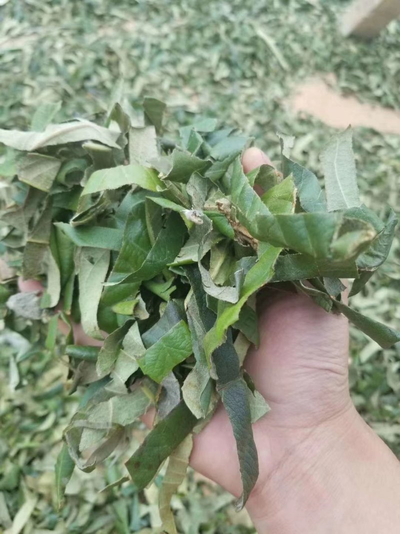 枇杷叶巴叶青叶子切片切丝