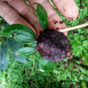 《黑花重楼球药隔》，支持上门看货在下单。