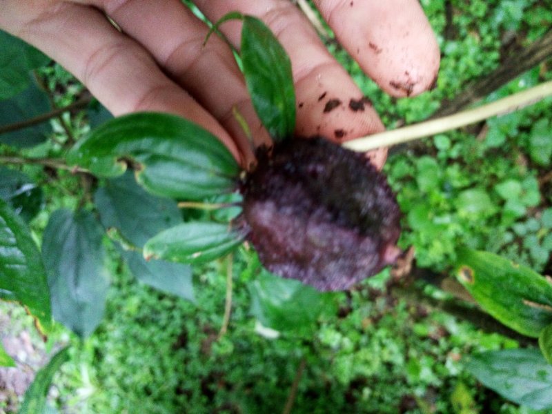 《黑花重楼球药隔》，支持上门看货在下单。