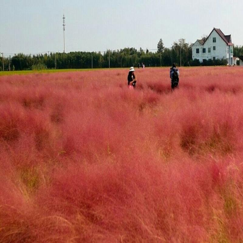 粉黛乱子草种子毛芒乱子草花海种种植多年生观赏花卉种子