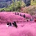粉黛乱子草种子毛芒乱子草花海种种植多年生观赏花卉种子