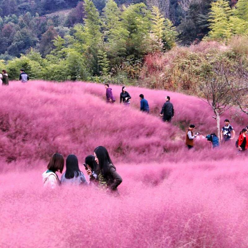 粉黛乱子草种子毛芒乱子草花海种种植多年生观赏花卉种子