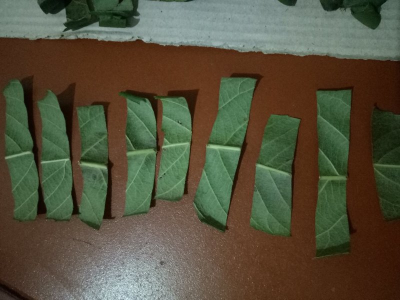 枇杷叶青叶子切片巴叶芦桔叶