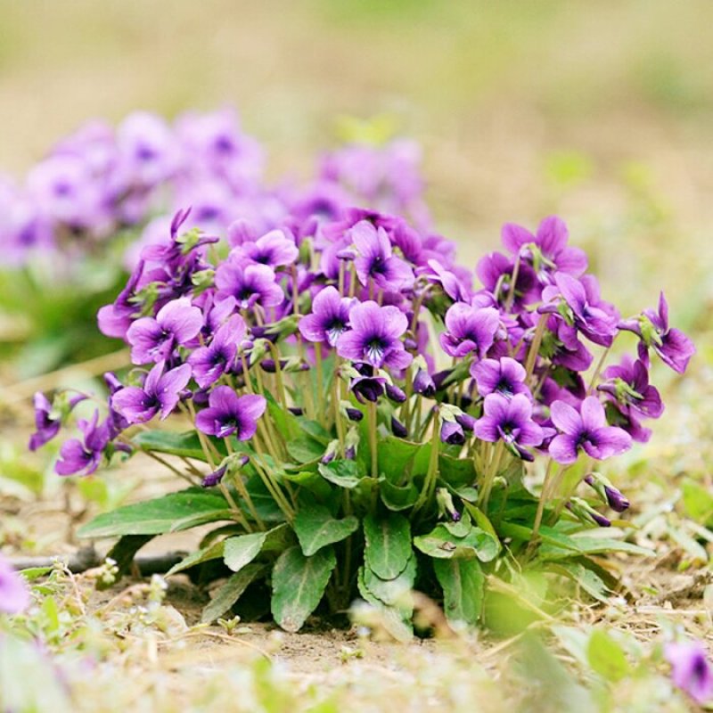 紫花地丁种子地被花卉花籽庭院花种绿化耐荫四季室外种植耐寒