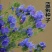 蓝蓟种子蓝刺头蓝蓟花种庭院观花种子蓝色景观花海四季花籽花