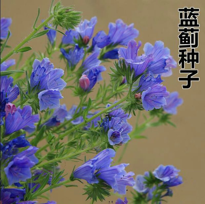 蓝蓟种子蓝刺头蓝蓟花种庭院观花种子蓝色景观花海四季花籽花