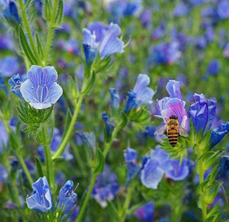 蓝蓟种子蓝刺头蓝蓟花种庭院观花种子蓝色景观花海四季花籽花