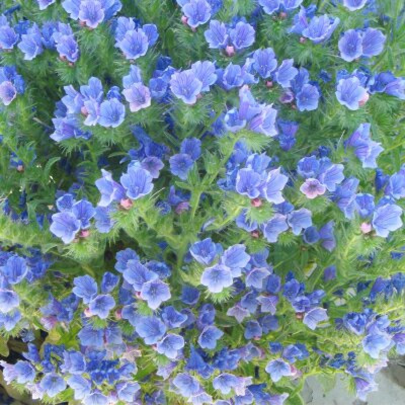 蓝蓟种子蓝刺头蓝蓟花种庭院观花种子蓝色景观花海四季花籽花