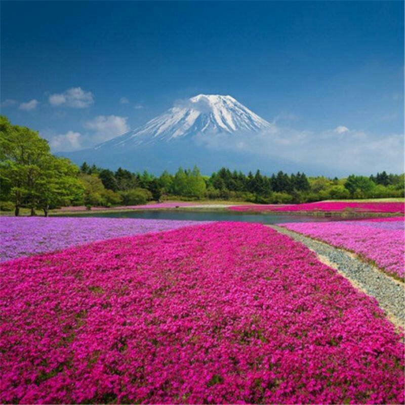 丛生福禄考种子芝樱种子四季易播庭院绿化花海景观花卉种子
