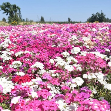 丛生福禄考种子芝樱种子四季易播庭院绿化花海景观花卉种子