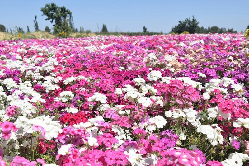 丛生福禄考种子芝樱种子四季易播庭院绿化花海景观花卉种子