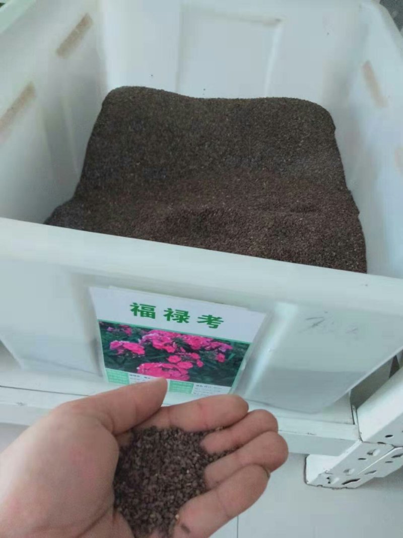 丛生福禄考种子芝樱种子四季易播庭院绿化花海景观花卉种子