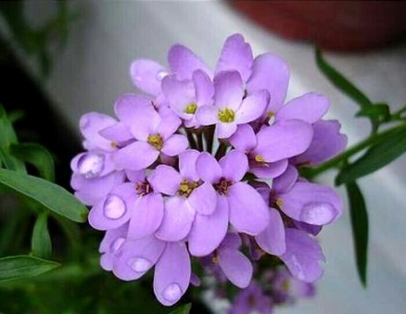 蜂室花种子蜂室花草四季可播易种室内阳台盆栽花卉植物简