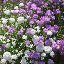 蜂室花种子蜂室花草四季可播易种室内阳台盆栽花卉植物简