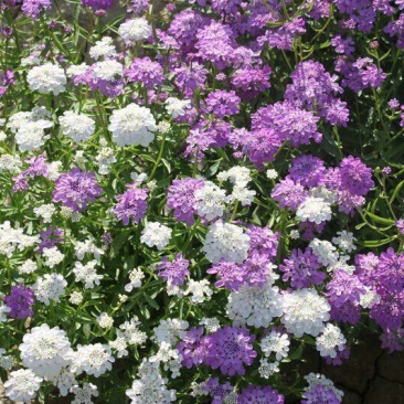 蜂室花种子蜂室花草四季可播易种室内阳台盆栽花卉植物简
