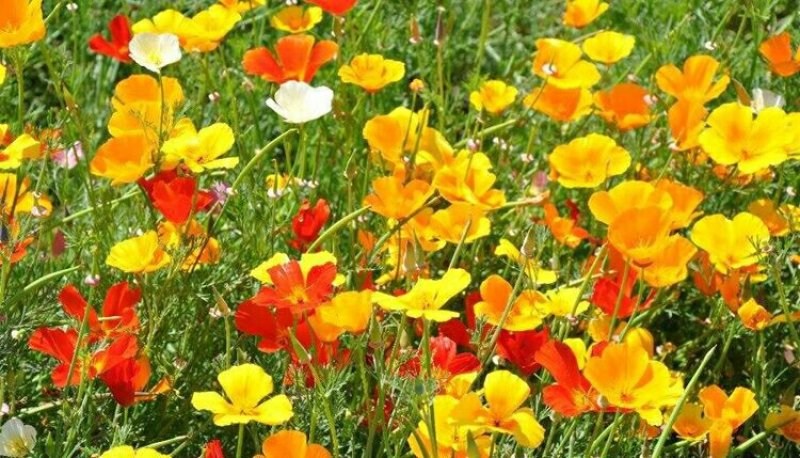 花菱草种子多年生宿根花卉种子混色景观庭院花海种植