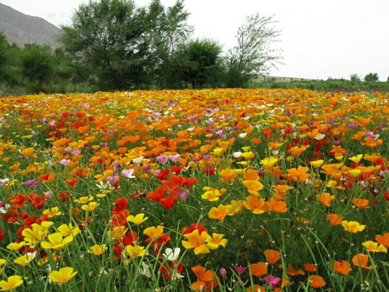 花菱草种子多年生宿根花卉种子混色景观庭院花海种植
