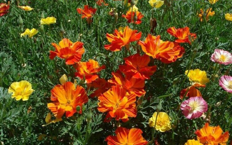 花菱草种子多年生宿根花卉种子混色景观庭院花海种植