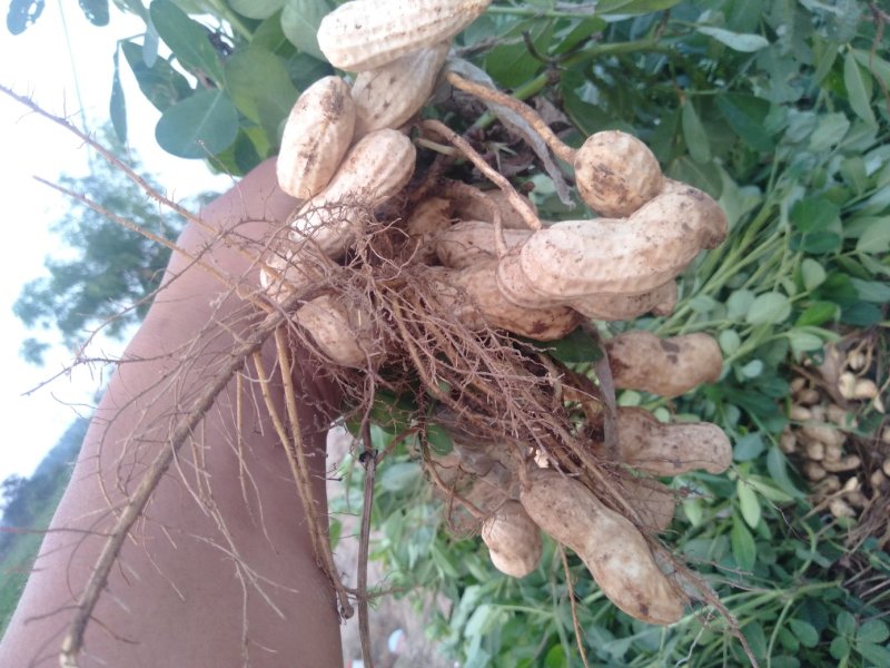 鲜花生，开封纯沙地，纯手摘果，品种有，育花大果，有四粒红
