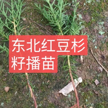 红豆杉