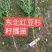 红豆杉