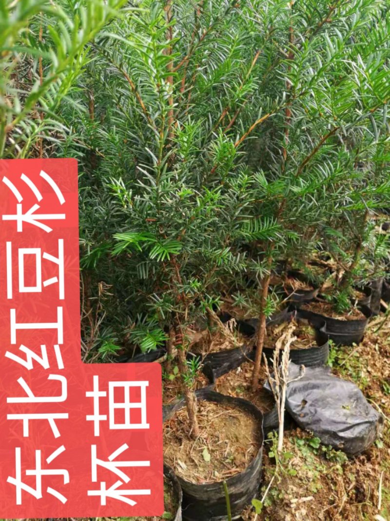 红豆杉