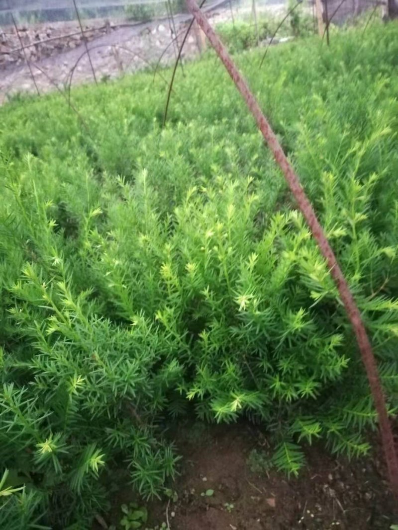 红豆杉