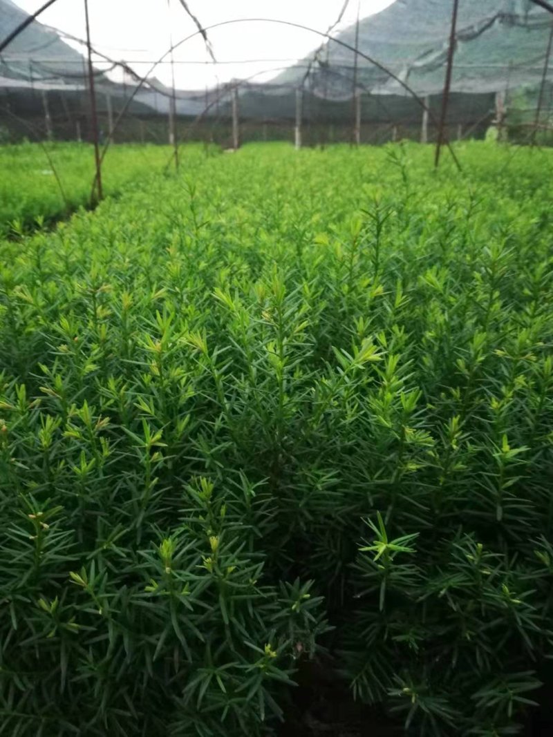 红豆杉