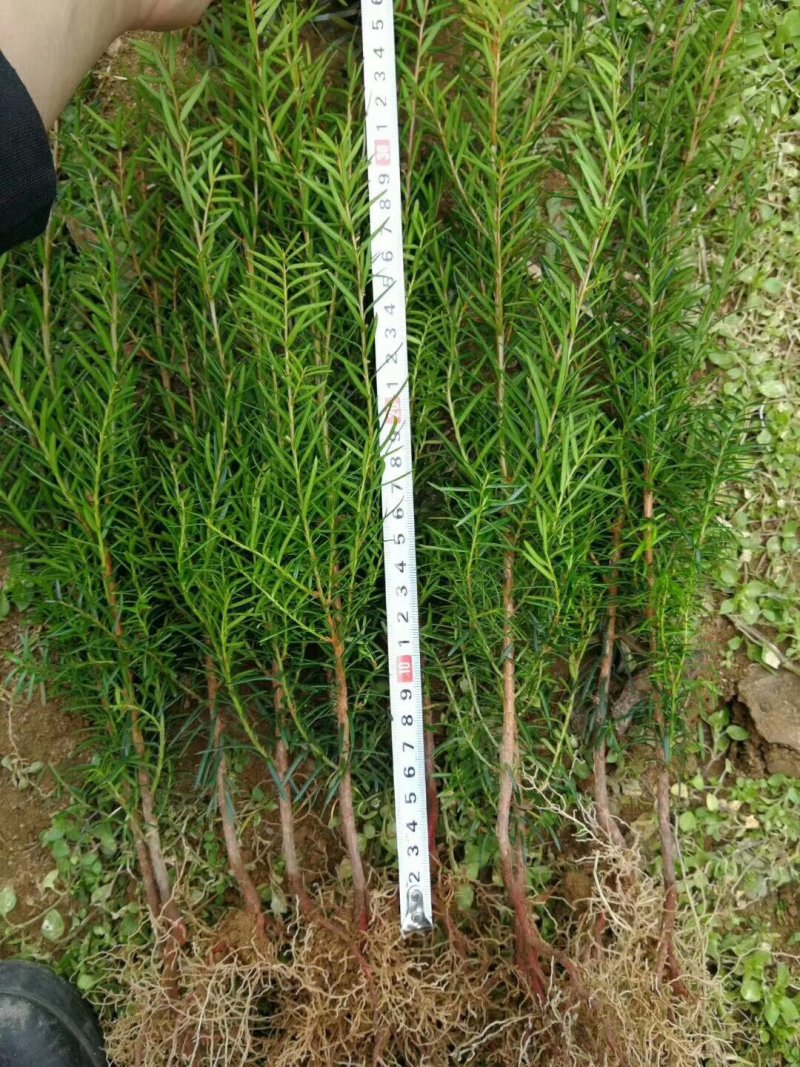 红豆杉