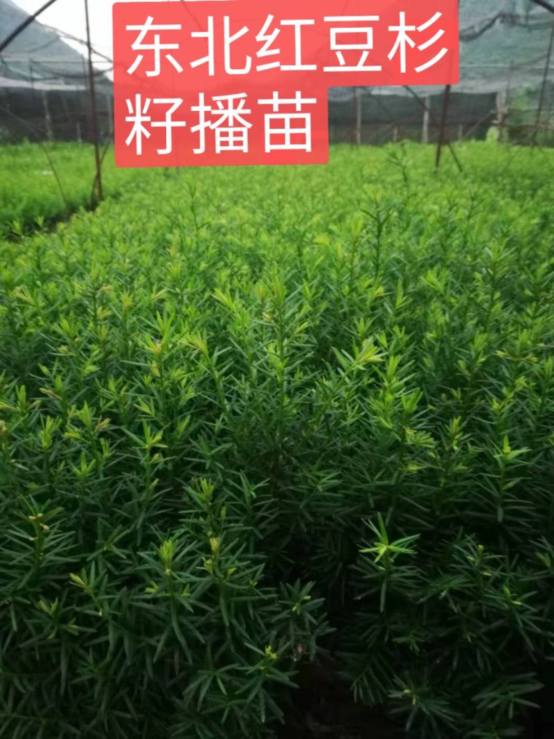 红豆杉