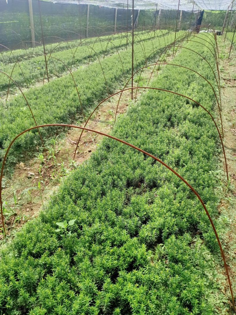 红豆杉