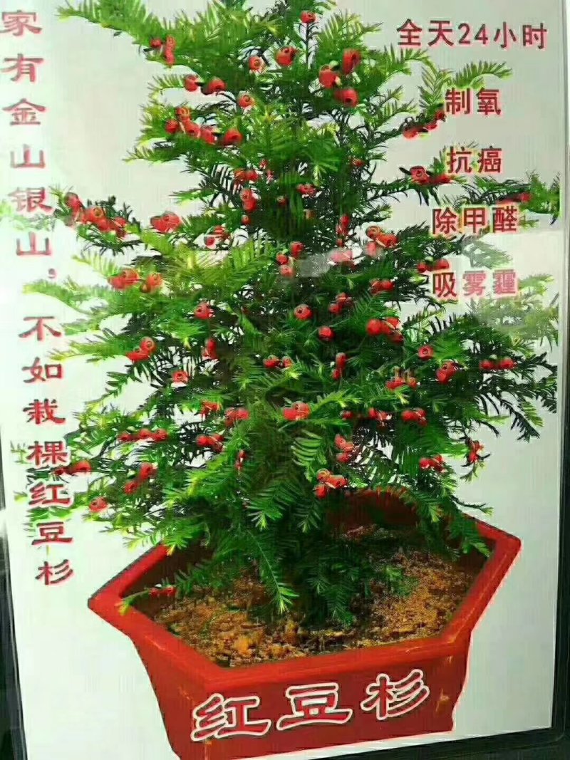 红豆杉