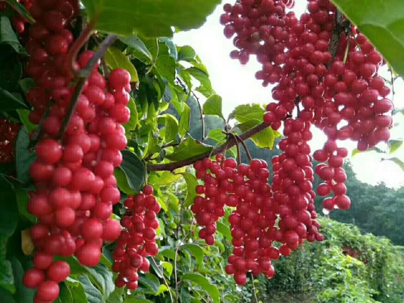 出售东北五味子苗，基地直供优质苗二年苗，露天育苗