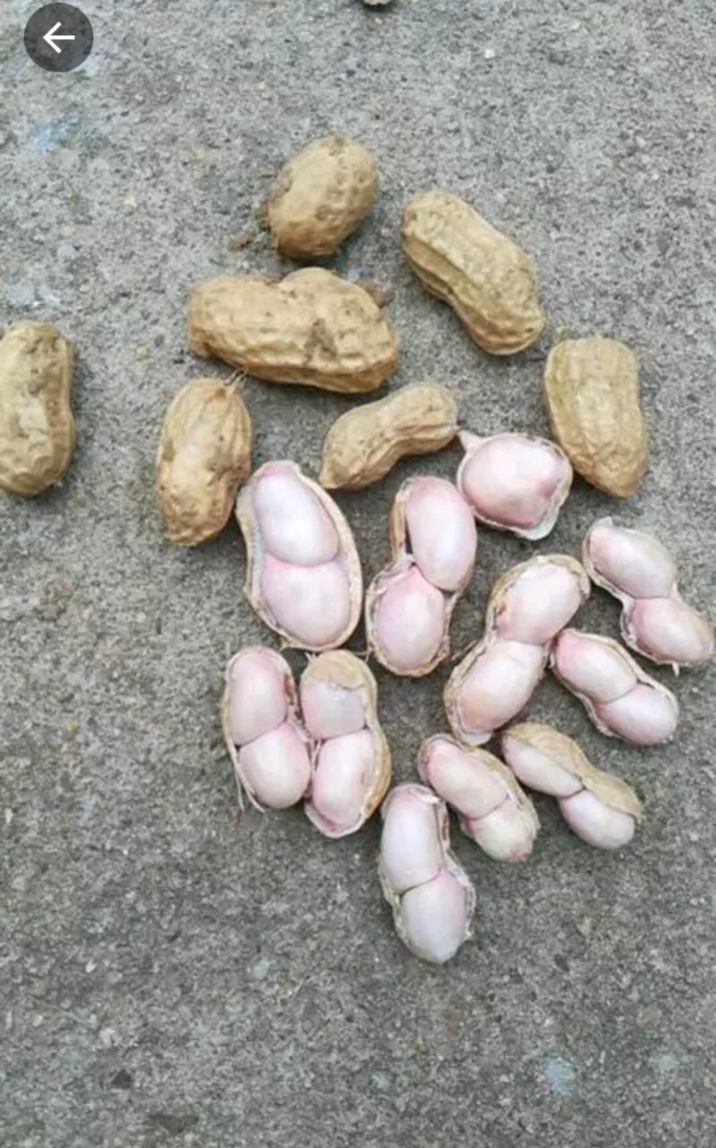 鲜花生带壳小白沙、可供市场、电商、工厂颗粒饱满