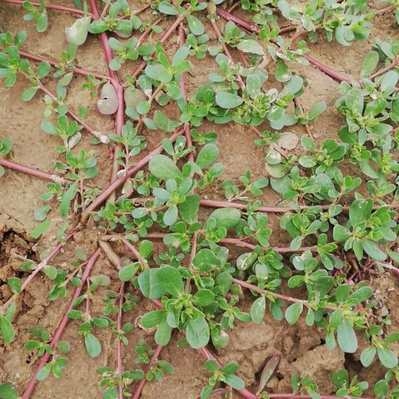 马苋，五行草，长命菜，五方草，瓜子菜，麻绳菜