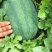 高亢八号西瓜麦茬头茬价格随行，自卖