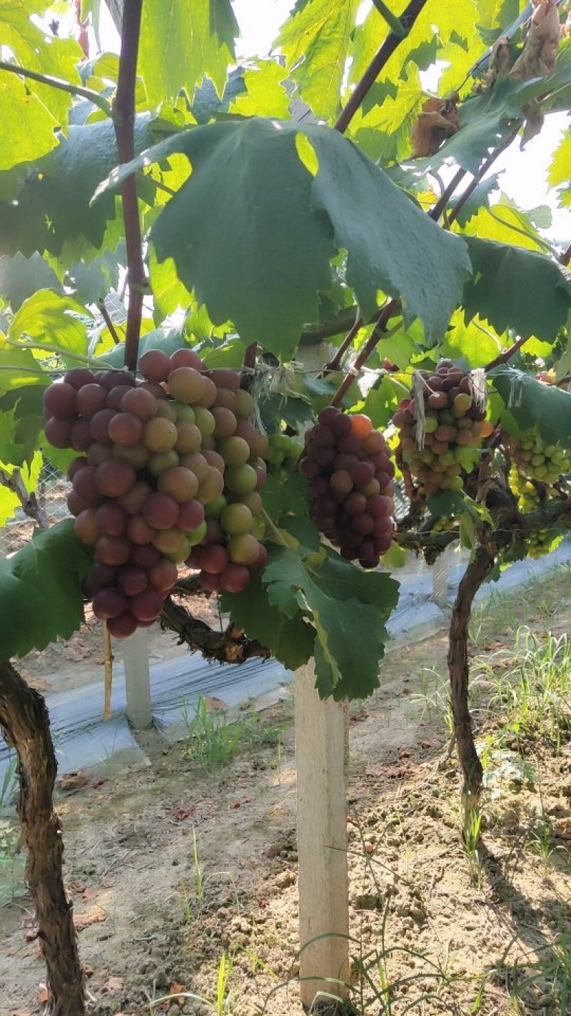 藤稔（乒乓球葡萄）