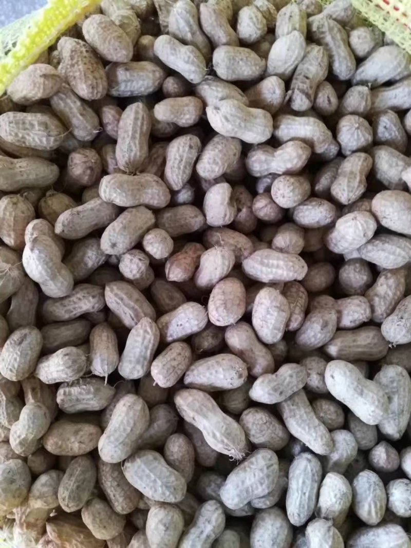 湖北襄阳鲜花生、小白沙、罗汉果、颗粒饱、热销中大量供应