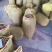 湖北襄阳鲜花生、小白沙、罗汉果、颗粒饱、热销中大量供应