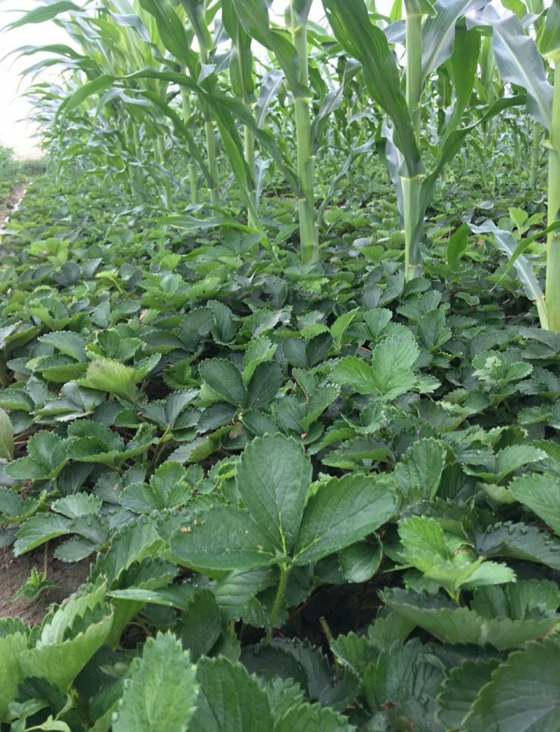 红颜草莓苗四叶一心大叶红颜草莓苗红颜068现挖苗