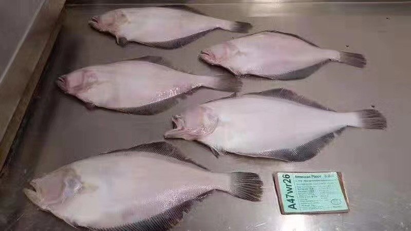 碟鱼
