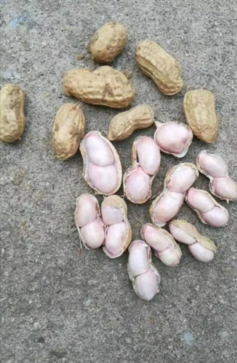 湖北襄阳鲜花生、小白沙、罗汉果、颗粒饱、热销中大量供应