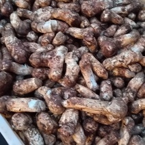 甘孜州雅江县优质松茸品质保障需要什么规格可致电沟通