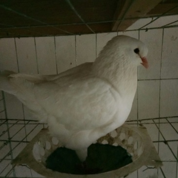 玩赏鸽
