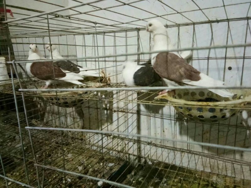 玩赏鸽