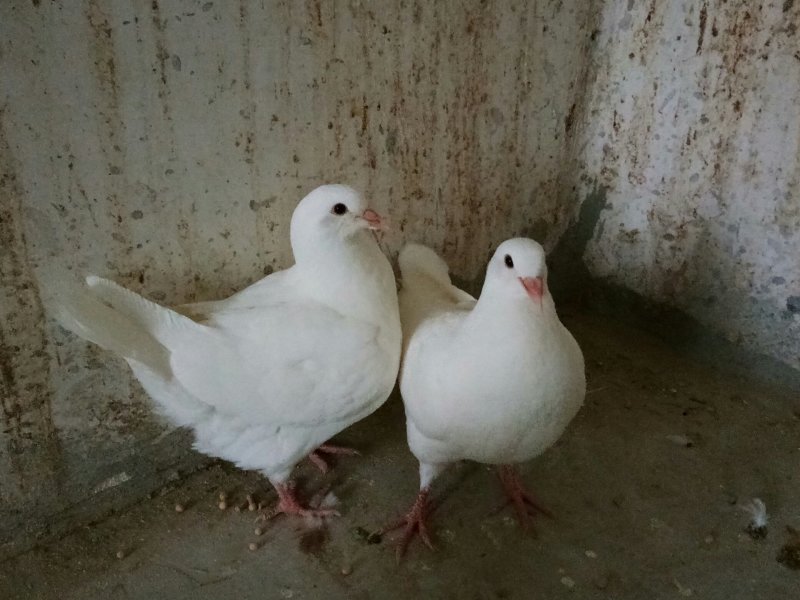 玩赏鸽