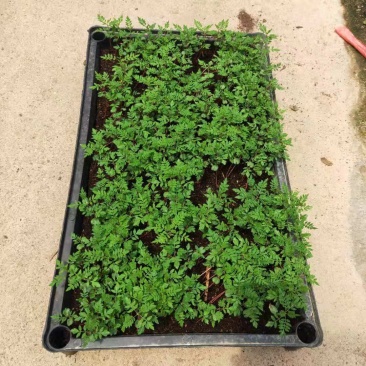 蓝花楹苗庭院盆栽开花植物园林绿化苗木蓝花楹小芽苗